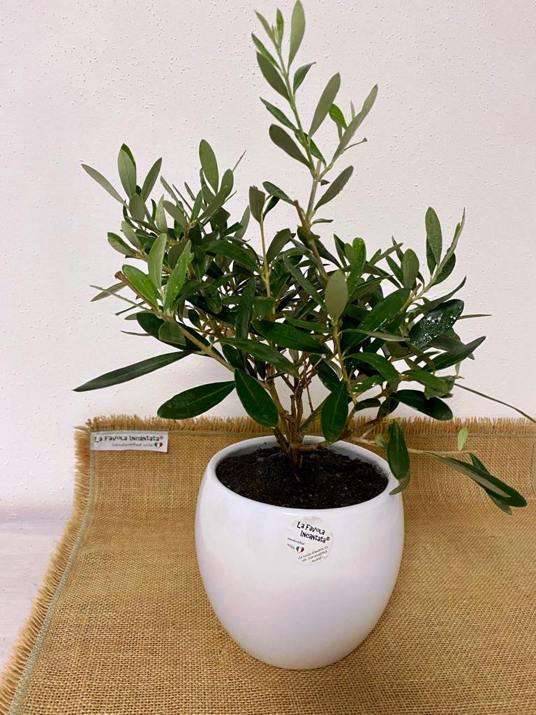 bonsai-ulivo-pugliese-2