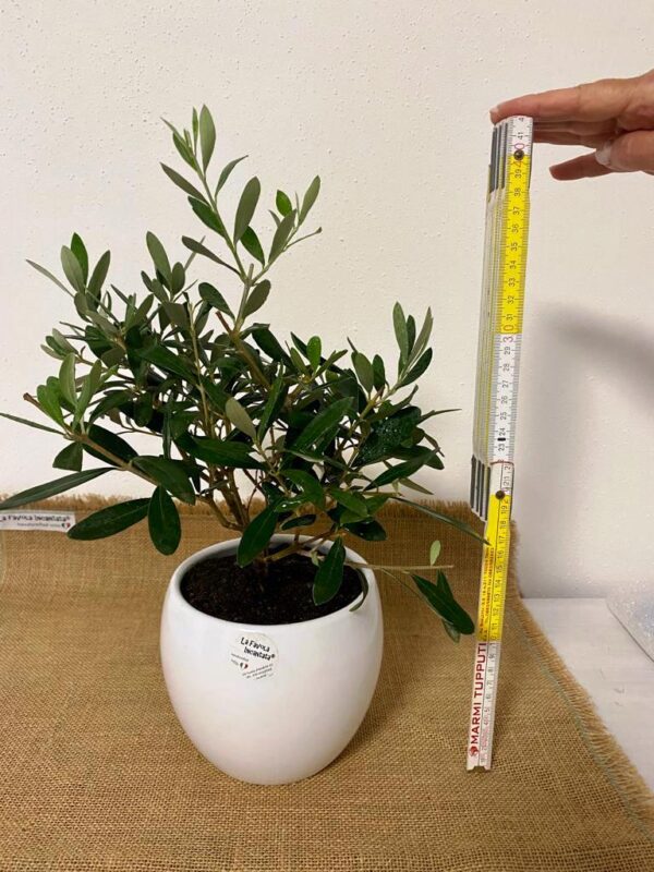 Bonsai ulivo pugliese - immagine 3