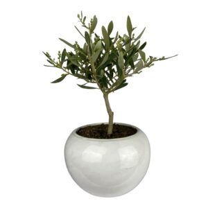 Bonsai ulivo pugliese