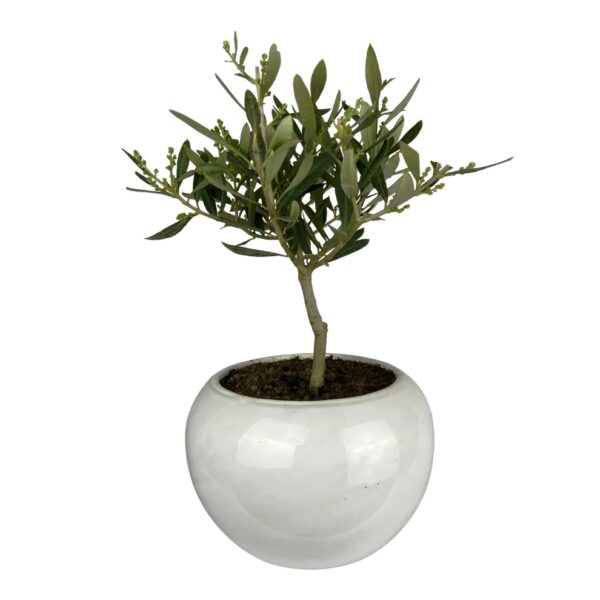 Bonsai ulivo pugliese
