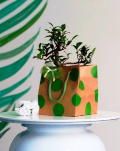 Bomboniera-bonsai-olivo2