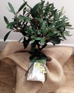 Bomboniera-bonsai-olivo5