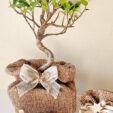 dettaglio-bonsai-ulivo