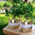 wedding-favours-eco-friendly-olive-bonsai