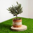 bomboniere_ulivo-bonsai-decorato-con-stoffa-juta-e-nastro-beige